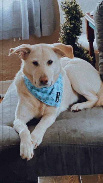 Blue Pupshake Cooling Bandana