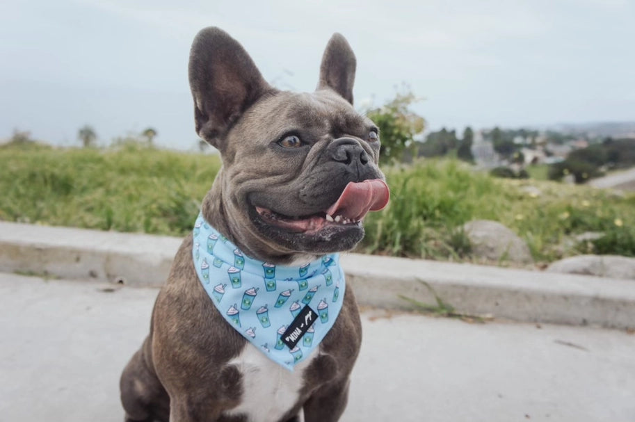 Blue Pupshake Cooling Bandana